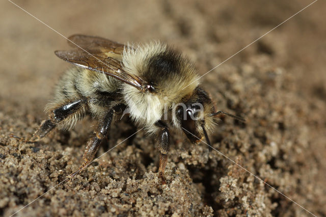 Bombus veteranus