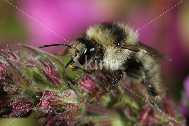 Bombus veteranus