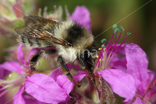 Zandhommel (Bombus veteranus)