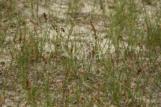 Zandzegge (Carex arenaria)