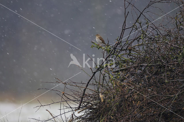 Zanglijster (Turdus philomelos)