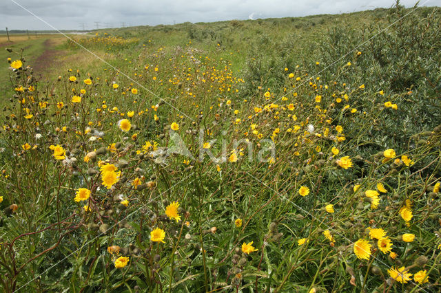 Zeemelkdistel (Sonchus arvensis var. maritimus)