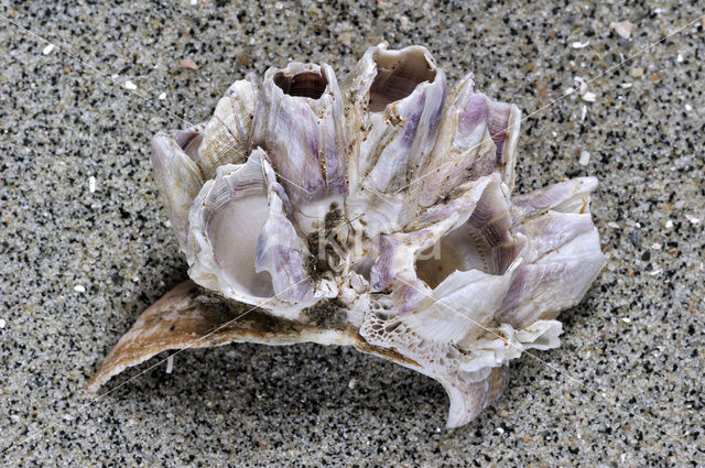 Acorn barnacle (Megabalanus tintinnabulum)