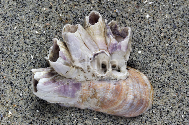 Acorn barnacle (Megabalanus tintinnabulum)