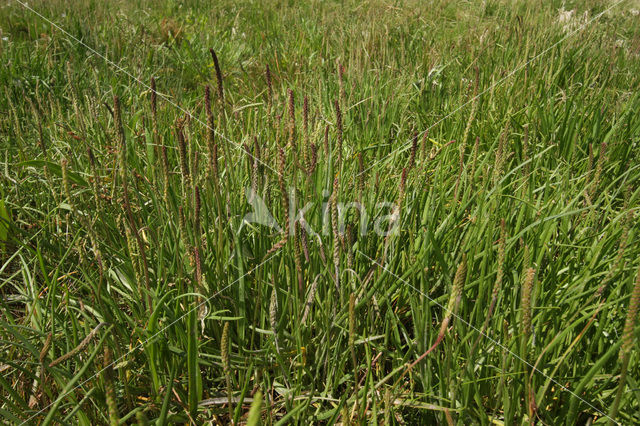 Sea Plantain (Plantago maritima)