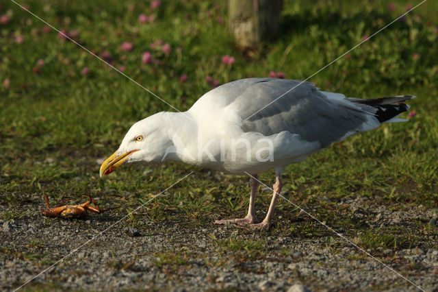 Zilvermeeuw (Larus argentatus)