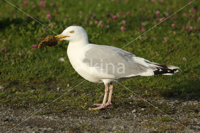 Herring Gull (Larus argentatus)