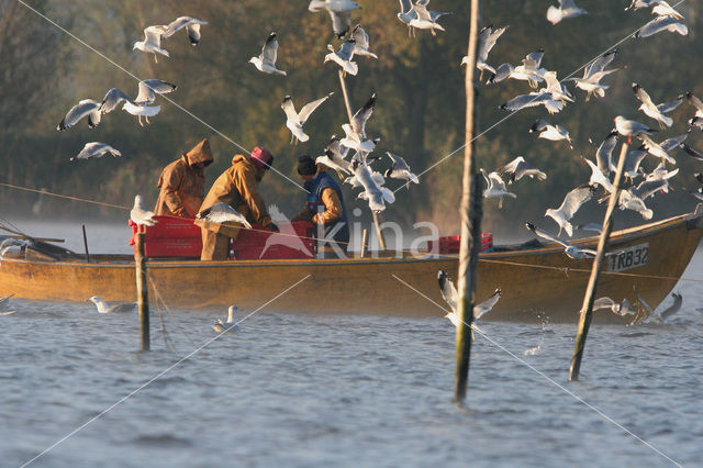 Herring Gull (Larus argentatus)