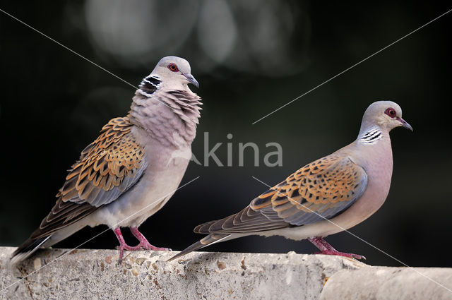 Zomertortel (Streptopelia turtur)