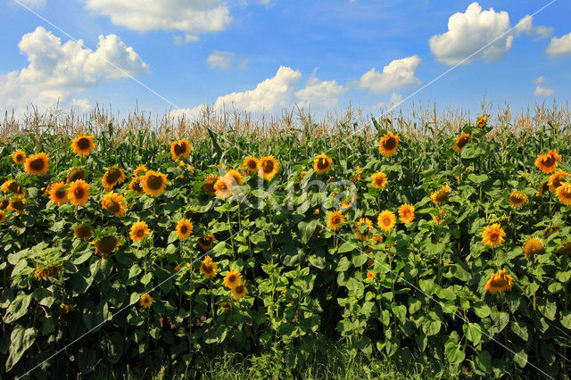 Common Annual Sunflower (Helianthus annuus)