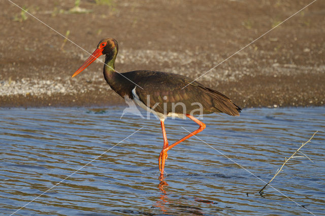 Black Stork (Ciconia nigra)