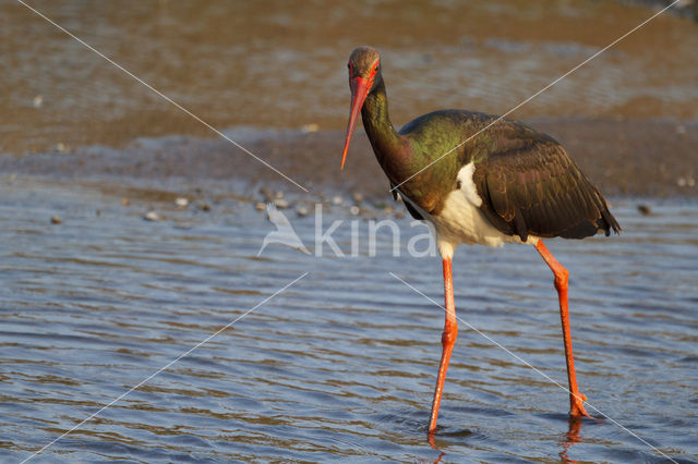 Black Stork (Ciconia nigra)