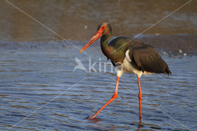 Black Stork (Ciconia nigra)