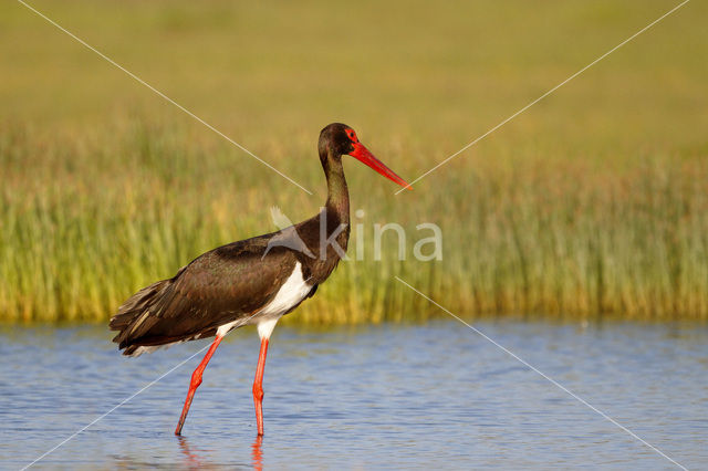 Black Stork (Ciconia nigra)