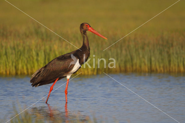 Black Stork (Ciconia nigra)