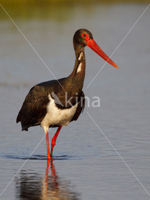 Black Stork (Ciconia nigra)