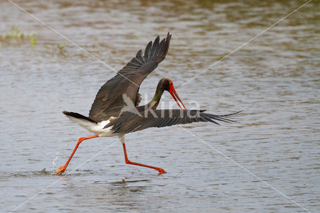 Zwarte Ooievaar (Ciconia nigra)