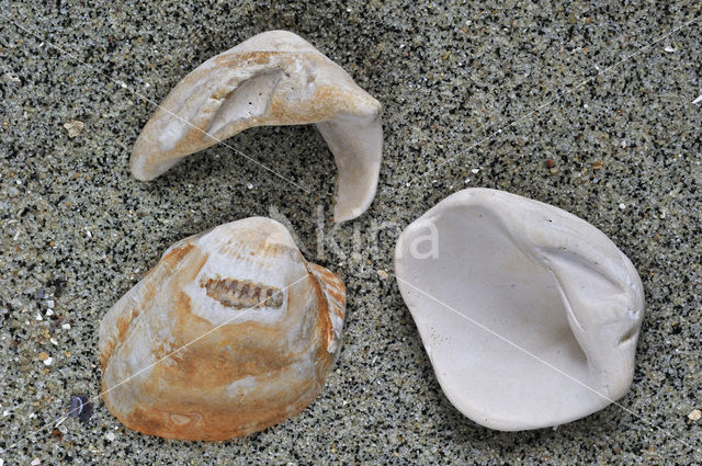 False cockle (Megacardita planicosta)