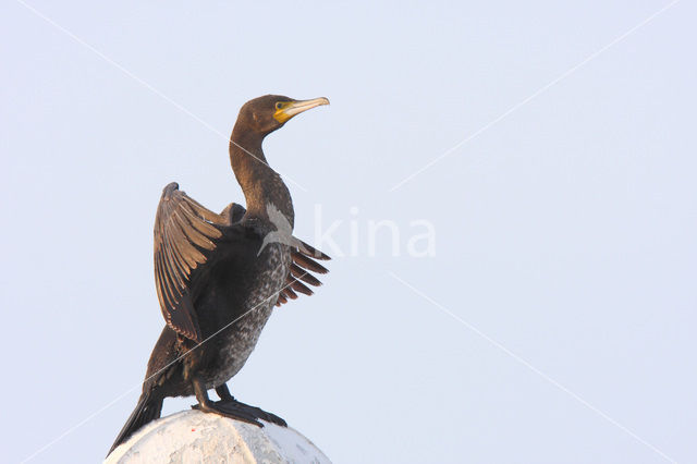 Great Cormorant (Phalacrocorax carbo)