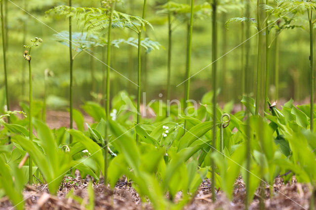 Western brackenfern (Pteridium aquilinum)