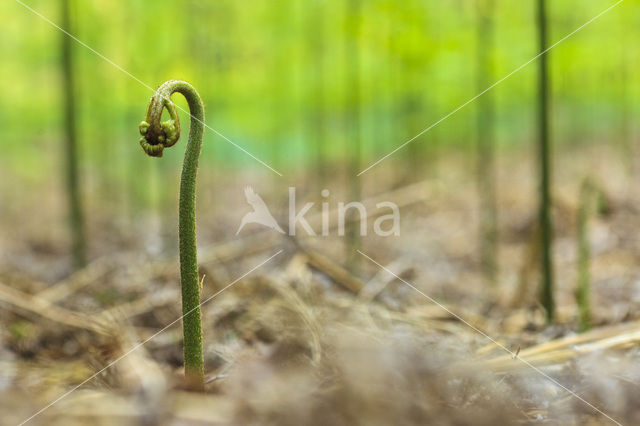 Western brackenfern (Pteridium aquilinum)