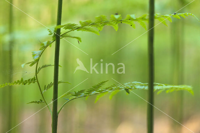 Western brackenfern (Pteridium aquilinum)