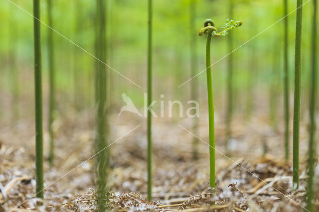 Western brackenfern (Pteridium aquilinum)