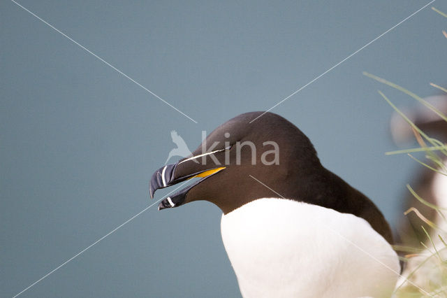 Razorbill (Alca torda)