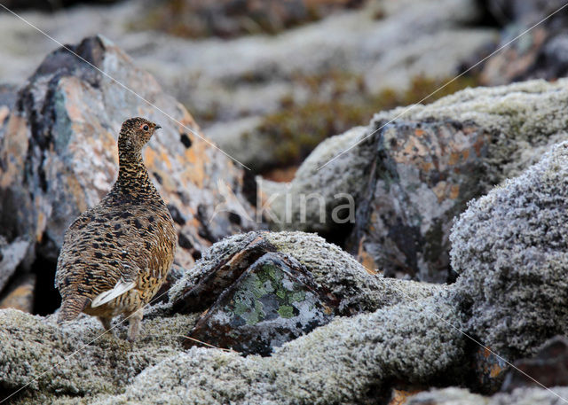 Alpensneeuwhoen (Lagopus muta)