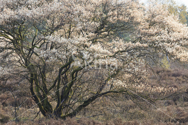 Amerikaans krentenboompje (Amelanchier lamarckii)