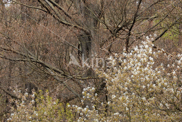Juneberry (Amelanchier lamarckii)