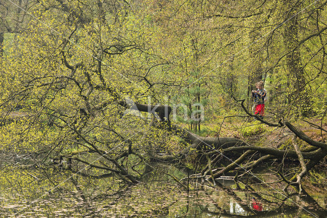 Red Oak (Quercus rubra)