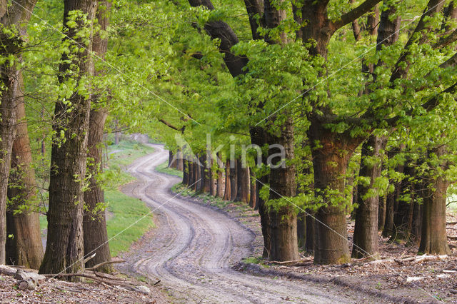 Red Oak (Quercus rubra)