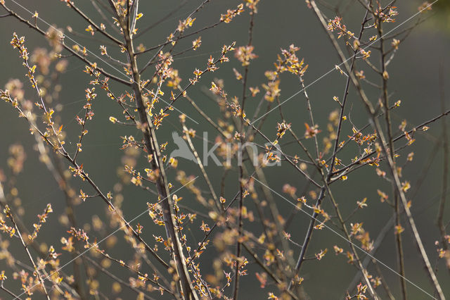 Amerikaanse vogelkers (Prunus serotina)