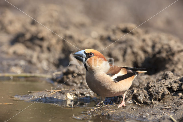 Goldfinch (Coccothraustes spec.)