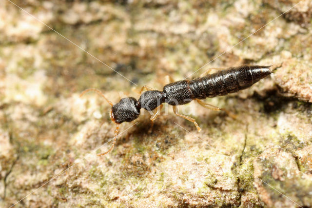 Astenus immaculatus