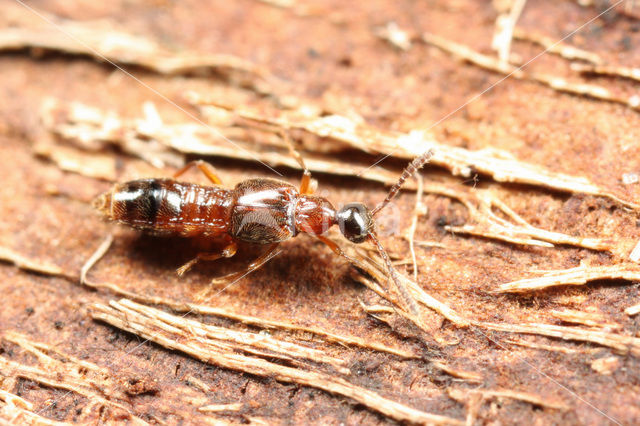 Autalia longicornis