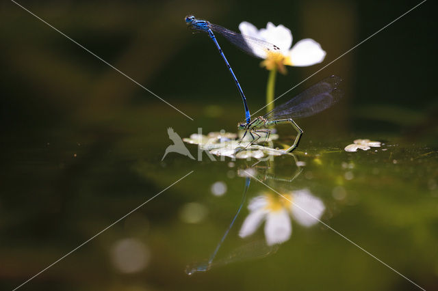 Azuurwaterjuffer (Coenagrion puella)