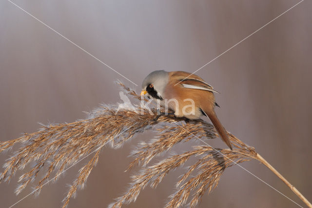 Bearded Reedling (Panurus biarmicus)