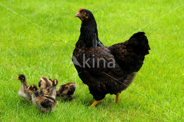 Gallus gallus domesticus