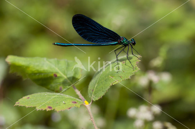 Beautiful Demoiselle (Calopteryx virgo spp. festiva)