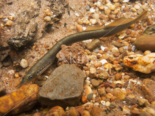 Brook Lamprey (Lampetra planeri)