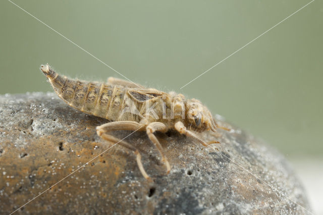 Club-tailed Dragonfly (Gomphus vulgatissimus)
