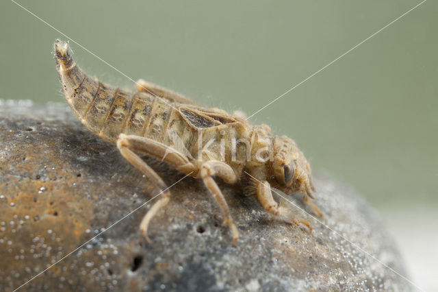 Beekrombout (Gomphus vulgatissimus)