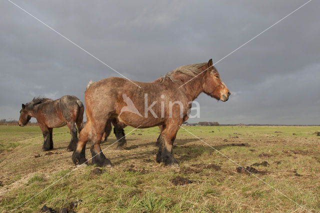 Belgian Horse (Equus spp)