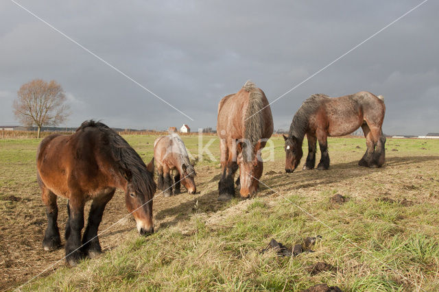 Belgian Horse (Equus spp)