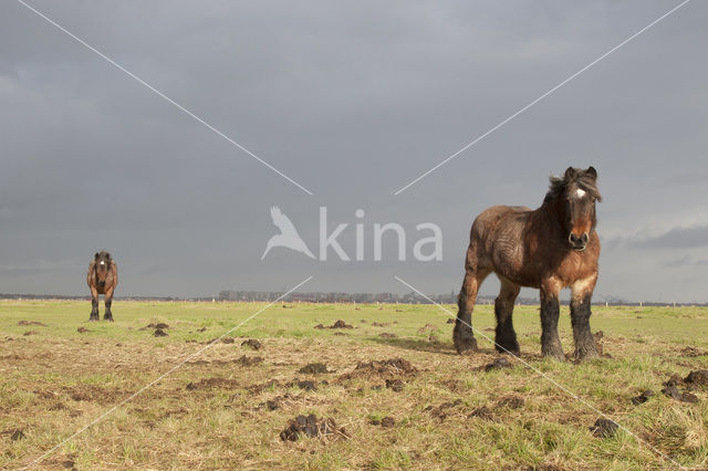 Belgian Horse (Equus spp)