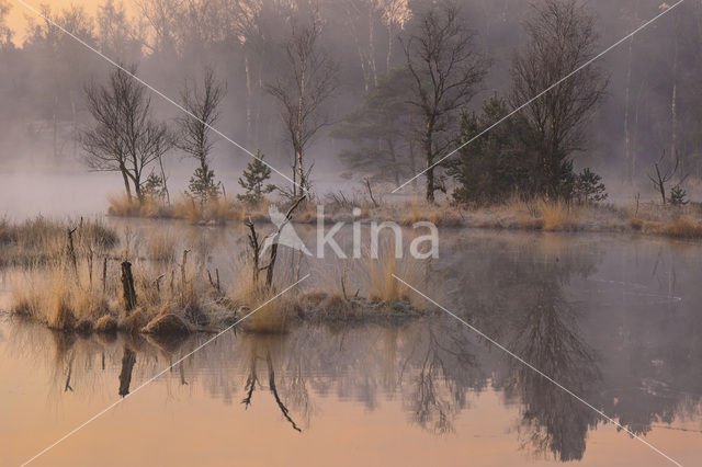 Berk (Betula)