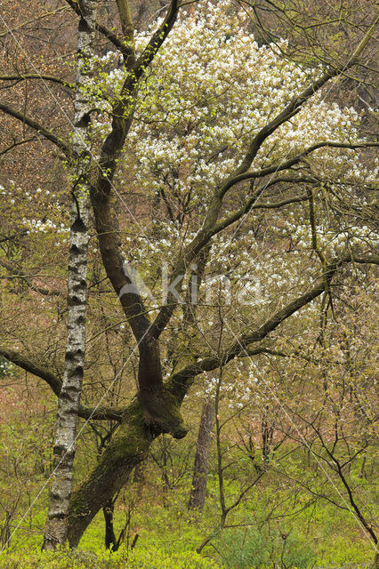 Berk (Betula)