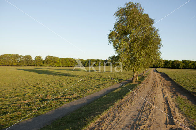 Berk (Betula)